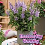Perfect Plants Butterfly Candy Li'l Lavender Butterfly Bush in 1 Gallon Grower's Pot | Live Flowering Shrub for Outdoor & Containers | Compact | Attracts Pollinators to Your Landscape | Zones 5-10