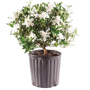 Brussel's Bonsai - Live Gardenia Bonsai Tree, Outdoor Bonsai Plant in Grower Pot, 4 Years Old, 6-8 Inches Tall, Easy Care Flowering Plant for Patio or Garden (Small)