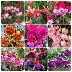 200+Hanging Fuchsia Seeds for Planting Outdoor-Beautiful Lantern Flower Baskets Garden Blooms Attracts Hummingbirds