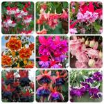 200+Hanging Fuchsia Seeds for Planting Outdoor-Beautiful Lantern Flower Baskets Garden Blooms Attracts Hummingbirds