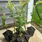 2 Japanese Dappled Nishiki Willow Shrub - 6-12" Tall Live Plants - Ornamental Deciduous Plant - Salix Integra 'Hakuro Nishiki' - (2 Pack)