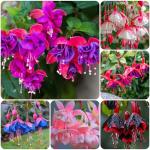 200+Hanging Fuchsia Seeds for Planting Outdoor-Beautiful Lantern Flower Baskets Garden Blooms Attracts Hummingbirds