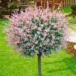 2 Japanese Dappled Nishiki Willow Shrub - 6-12" Tall Live Plants - Ornamental Deciduous Plant - Salix Integra 'Hakuro Nishiki' - (2 Pack)