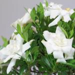 Brussel's Bonsai - Live Gardenia Bonsai Tree, Outdoor Bonsai Plant in Grower Pot, 4 Years Old, 6-8 Inches Tall, Easy Care Flowering Plant for Patio or Garden (Small)