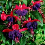 200+Hanging Fuchsia Seeds for Planting Outdoor-Beautiful Lantern Flower Baskets Garden Blooms Attracts Hummingbirds