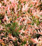 2 Japanese Dappled Nishiki Willow Shrub - 6-12" Tall Live Plants - Ornamental Deciduous Plant - Salix Integra 'Hakuro Nishiki' - (2 Pack)