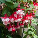 200+Hanging Fuchsia Seeds for Planting Outdoor-Beautiful Lantern Flower Baskets Garden Blooms Attracts Hummingbirds