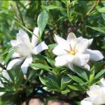 Brussel's Bonsai - Live Gardenia Bonsai Tree, Outdoor Bonsai Plant in Grower Pot, 4 Years Old, 6-8 Inches Tall, Easy Care Flowering Plant for Patio or Garden (Small)