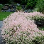 2 Japanese Dappled Nishiki Willow Shrub - 6-12" Tall Live Plants - Ornamental Deciduous Plant - Salix Integra 'Hakuro Nishiki' - (2 Pack)