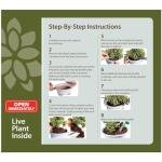 Brussel's Bonsai - Live Gardenia Bonsai Tree, Outdoor Bonsai Plant in Grower Pot, 4 Years Old, 6-8 Inches Tall, Easy Care Flowering Plant for Patio or Garden (Small)