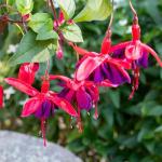 200+Hanging Fuchsia Seeds for Planting Outdoor-Beautiful Lantern Flower Baskets Garden Blooms Attracts Hummingbirds