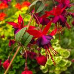 200+Hanging Fuchsia Seeds for Planting Outdoor-Beautiful Lantern Flower Baskets Garden Blooms Attracts Hummingbirds