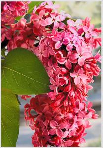 Red Pixie Lilac Shrub – Fragrant Reblooming Lilac Bush | Cold Hardy, Drought Resistant & Low Maintenance | Attracts Butterflies & Bees | Perfect for Small Gardens & Containers – Live Plant