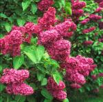 Red Pixie Lilac Shrub – Fragrant Reblooming Lilac Bush | Cold Hardy, Drought Resistant & Low Maintenance | Attracts Butterflies & Bees | Perfect for Small Gardens & Containers – Live Plant