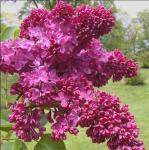 Red Pixie Lilac Shrub – Fragrant Reblooming Lilac Bush | Cold Hardy, Drought Resistant & Low Maintenance | Attracts Butterflies & Bees | Perfect for Small Gardens & Containers – Live Plant