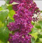 Red Pixie Lilac Shrub – Fragrant Reblooming Lilac Bush | Cold Hardy, Drought Resistant & Low Maintenance | Attracts Butterflies & Bees | Perfect for Small Gardens & Containers – Live Plant
