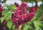Red Pixie Lilac Shrub – Fragrant Reblooming Lilac Bush | Cold Hardy, Drought Resistant & Low Maintenance | Attracts Butterflies & Bees | Perfect for Small Gardens & Containers – Live Plant