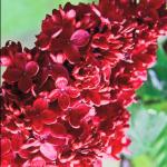 Red Pixie Lilac Shrub – Fragrant Reblooming Lilac Bush | Cold Hardy, Drought Resistant & Low Maintenance | Attracts Butterflies & Bees | Perfect for Small Gardens & Containers – Live Plant