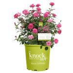 Knock Out 2 Gal. Double Pink Rose Shrub