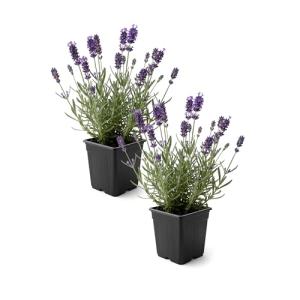 Live Lavender 2-Pack – Purple – Fragrant Sun Perennial Herb, Pollinator Friendly, 10” Tall, 1 Qt Pot