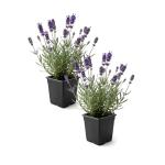 Live Lavender 2-Pack – Purple – Fragrant Sun Perennial Herb, Pollinator Friendly, 10” Tall, 1 Qt Pot