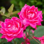Knock Out 2 Gal. Double Pink Rose Shrub