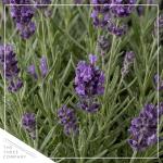 Live Lavender 2-Pack – Purple – Fragrant Sun Perennial Herb, Pollinator Friendly, 10” Tall, 1 Qt Pot