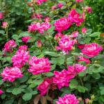 Knock Out 2 Gal. Double Pink Rose Shrub