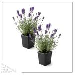 Live Lavender 2-Pack – Purple – Fragrant Sun Perennial Herb, Pollinator Friendly, 10” Tall, 1 Qt Pot