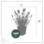 Live Lavender 2-Pack – Purple – Fragrant Sun Perennial Herb, Pollinator Friendly, 10” Tall, 1 Qt Pot