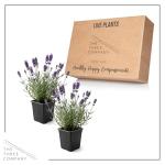 Live Lavender 2-Pack – Purple – Fragrant Sun Perennial Herb, Pollinator Friendly, 10” Tall, 1 Qt Pot