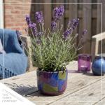 Live Lavender 2-Pack – Purple – Fragrant Sun Perennial Herb, Pollinator Friendly, 10” Tall, 1 Qt Pot