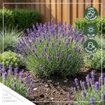 Live Lavender 2-Pack – Purple – Fragrant Sun Perennial Herb, Pollinator Friendly, 10” Tall, 1 Qt Pot