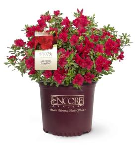 Perfect Plants Encore Azalea Autumn Bonfire in 1 Gal. Grower’s Pot | Compact, Red Ornamental Flowering Shrub | Blooms Spring Through Fall | Attracts Pollinators & Low Maintenance | Zones 6-10