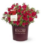 Perfect Plants Encore Azalea Autumn Bonfire in 1 Gal. Grower’s Pot | Compact, Red Ornamental Flowering Shrub | Blooms Spring Through Fall | Attracts Pollinators & Low Maintenance | Zones 6-10