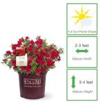 Perfect Plants Encore Azalea Autumn Bonfire in 1 Gal. Grower’s Pot | Compact, Red Ornamental Flowering Shrub | Blooms Spring Through Fall | Attracts Pollinators & Low Maintenance | Zones 6-10