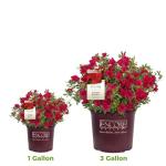 Perfect Plants Encore Azalea Autumn Bonfire in 1 Gal. Grower’s Pot | Compact, Red Ornamental Flowering Shrub | Blooms Spring Through Fall | Attracts Pollinators & Low Maintenance | Zones 6-10
