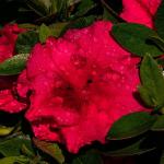 Perfect Plants Encore Azalea Autumn Bonfire in 1 Gal. Grower’s Pot | Compact, Red Ornamental Flowering Shrub | Blooms Spring Through Fall | Attracts Pollinators & Low Maintenance | Zones 6-10