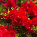 Perfect Plants Encore Azalea Autumn Bonfire in 1 Gal. Grower’s Pot | Compact, Red Ornamental Flowering Shrub | Blooms Spring Through Fall | Attracts Pollinators & Low Maintenance | Zones 6-10