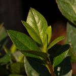 Perfect Plants Encore Azalea Autumn Bonfire in 1 Gal. Grower’s Pot | Compact, Red Ornamental Flowering Shrub | Blooms Spring Through Fall | Attracts Pollinators & Low Maintenance | Zones 6-10