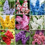 210+ Mix Lilac Flower Seeds for Planting - Perennial Shrub, Beautiful Spring Flowers, Fragrant, Ideal for Gardens & Landscaping