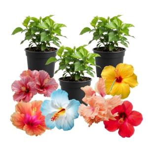 3 Hardy Hibiscus Plants Live, Well Rooted Hibiscus Flower 4-7'' Tall, Flowering Shrub for Garden or Containers Planting (Mix)