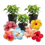 3 Hardy Hibiscus Plants Live, Well Rooted Hibiscus Flower 4-7'' Tall, Flowering Shrub for Garden or Containers Planting (Mix)