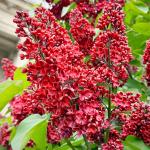 210+ Mix Lilac Flower Seeds for Planting - Perennial Shrub, Beautiful Spring Flowers, Fragrant, Ideal for Gardens & Landscaping