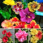 3 Hardy Hibiscus Plants Live, Well Rooted Hibiscus Flower 4-7'' Tall, Flowering Shrub for Garden or Containers Planting (Mix)