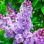 210+ Mix Lilac Flower Seeds for Planting - Perennial Shrub, Beautiful Spring Flowers, Fragrant, Ideal for Gardens & Landscaping