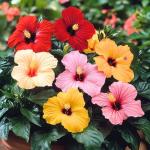 3 Hardy Hibiscus Plants Live, Well Rooted Hibiscus Flower 4-7'' Tall, Flowering Shrub for Garden or Containers Planting (Mix)