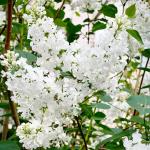 210+ Mix Lilac Flower Seeds for Planting - Perennial Shrub, Beautiful Spring Flowers, Fragrant, Ideal for Gardens & Landscaping