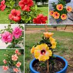 3 Hardy Hibiscus Plants Live, Well Rooted Hibiscus Flower 4-7'' Tall, Flowering Shrub for Garden or Containers Planting (Mix)