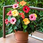 3 Hardy Hibiscus Plants Live, Well Rooted Hibiscus Flower 4-7'' Tall, Flowering Shrub for Garden or Containers Planting (Mix)